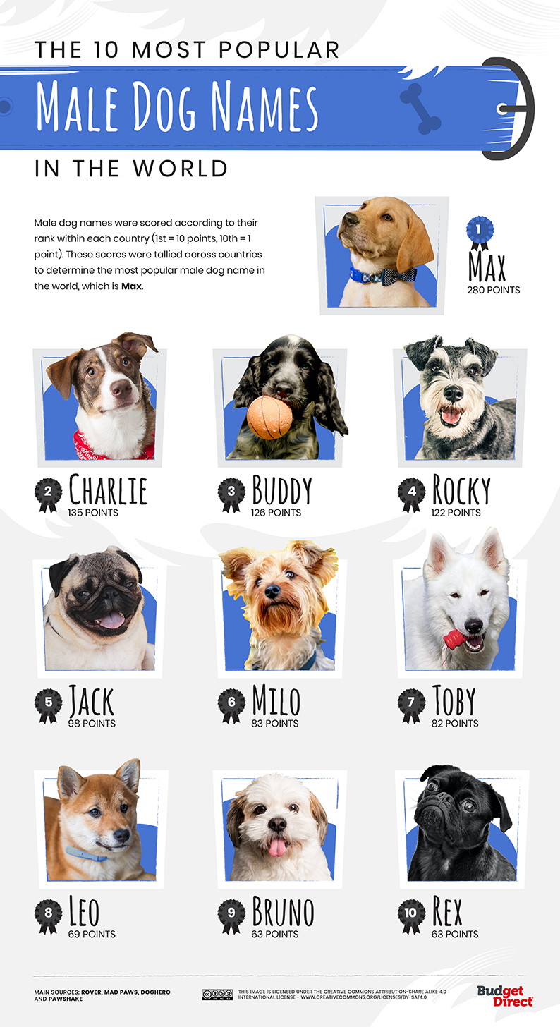 Top 10 nomi per cani maschi 2021